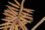 Texan flatsedge